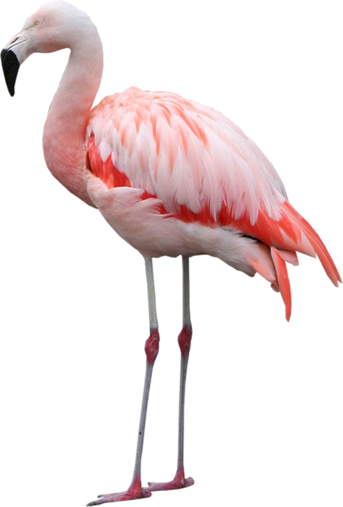 clipart flamant rose - photo #15