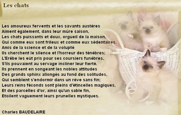Poésie Le Chat De Sa Fourrure Blonde Et Brune ledomainedalezia3.centerblog.net