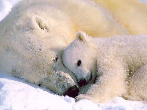 Résultat d’images pour images bonjour ours polaire