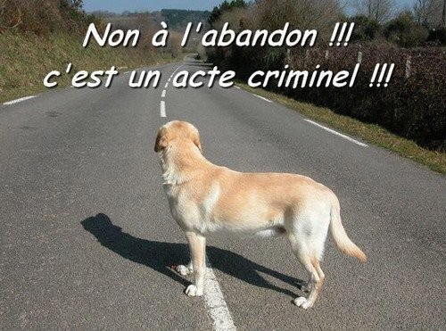 NON  A L'ABANDON 